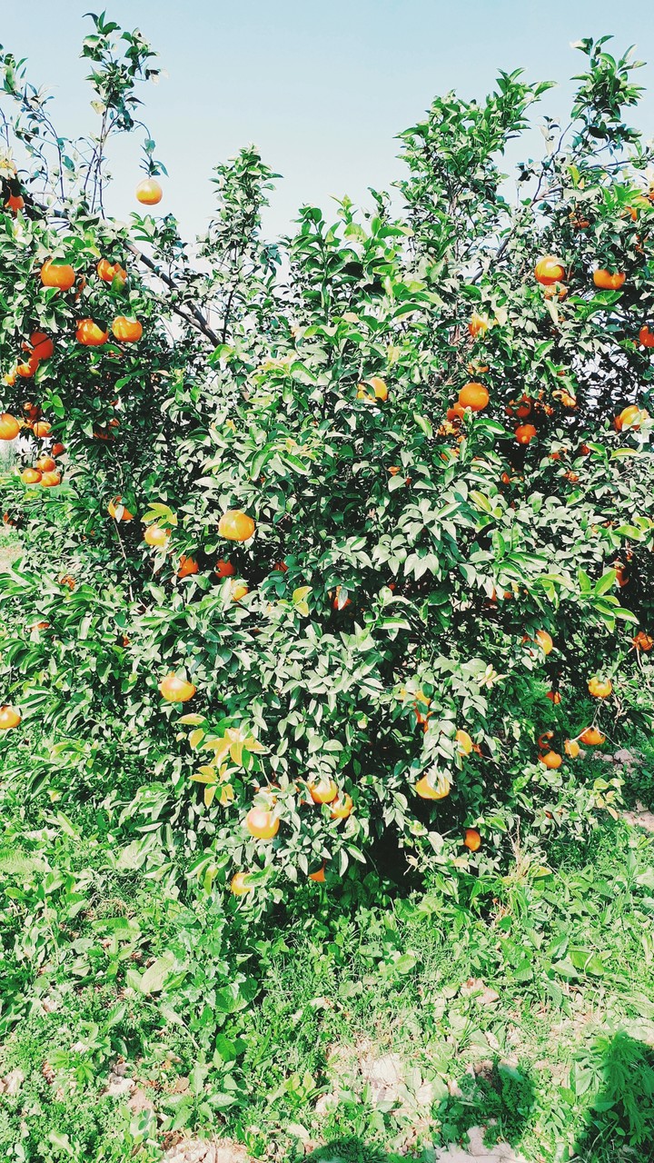 oranges❤