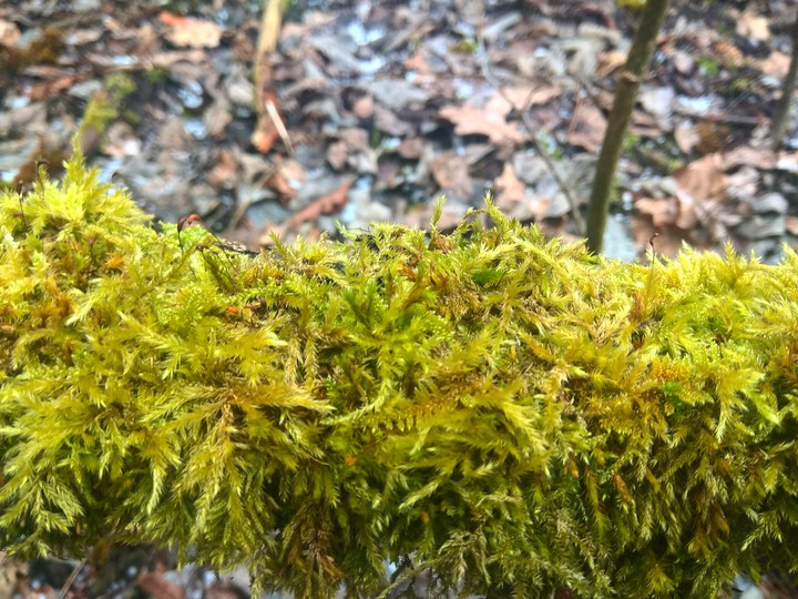 moss