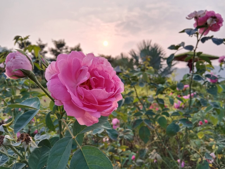 flower