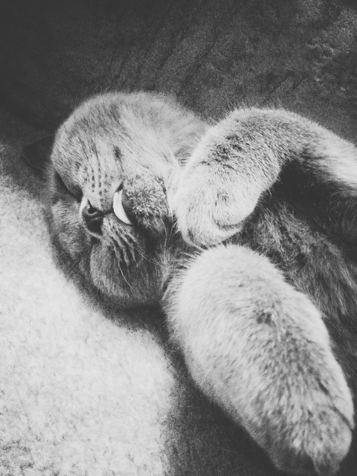 My cat