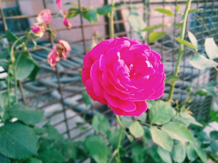 ? Rose