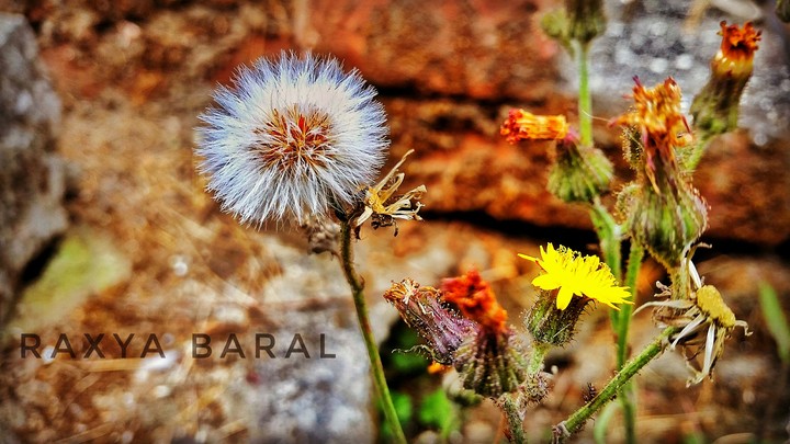 Dandelion