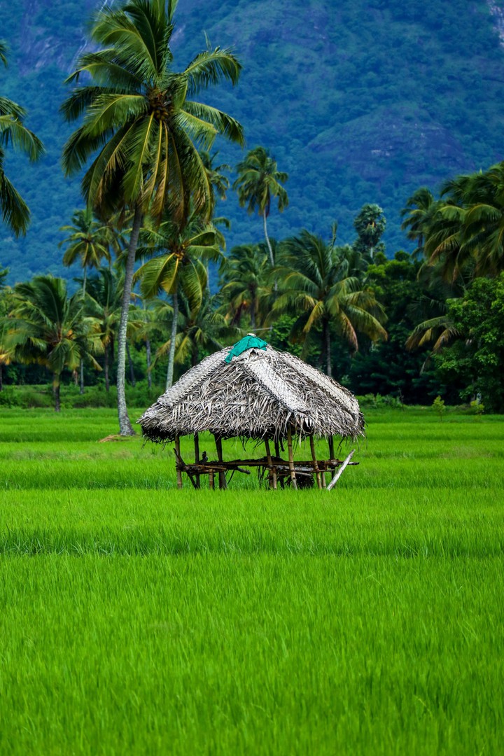 kerala filled with natures