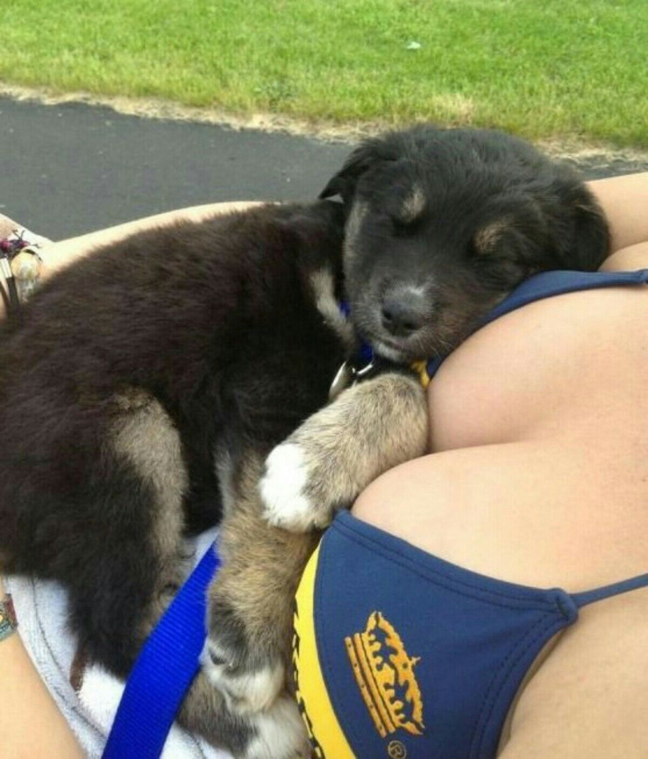 dog