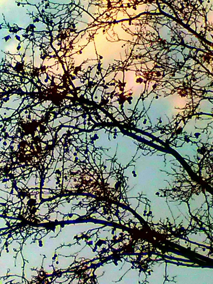 tree in winter with blue sky