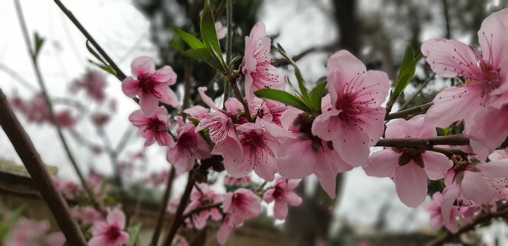 spring