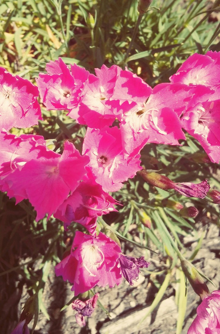 summer