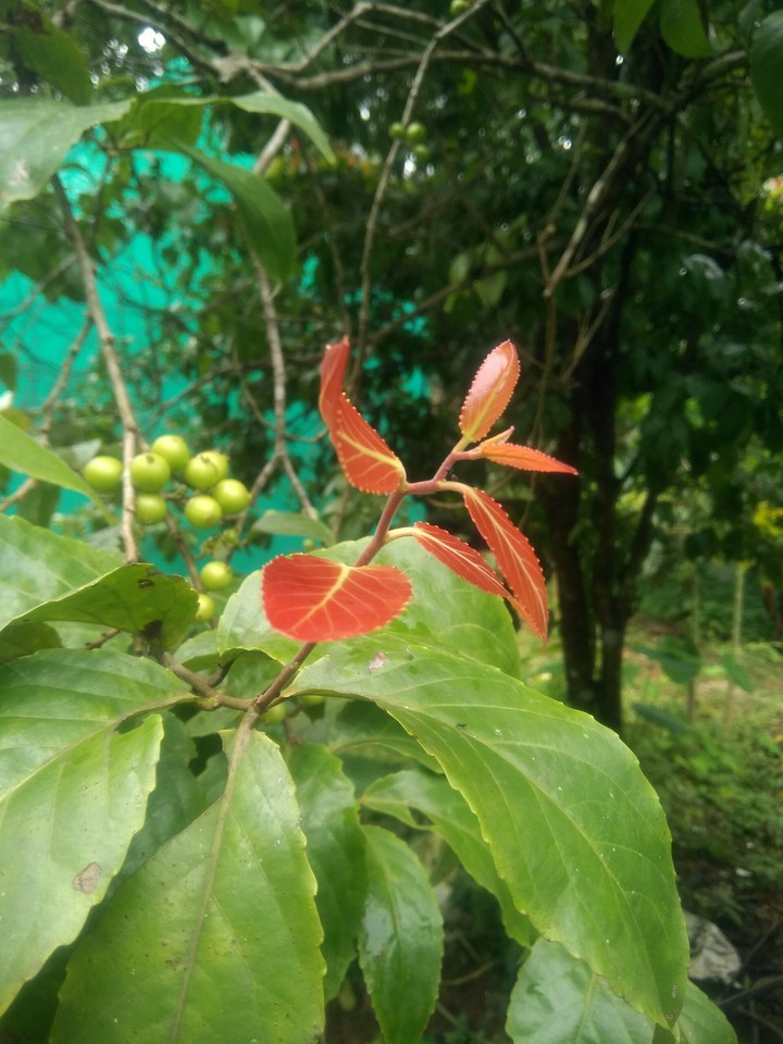 plant#1