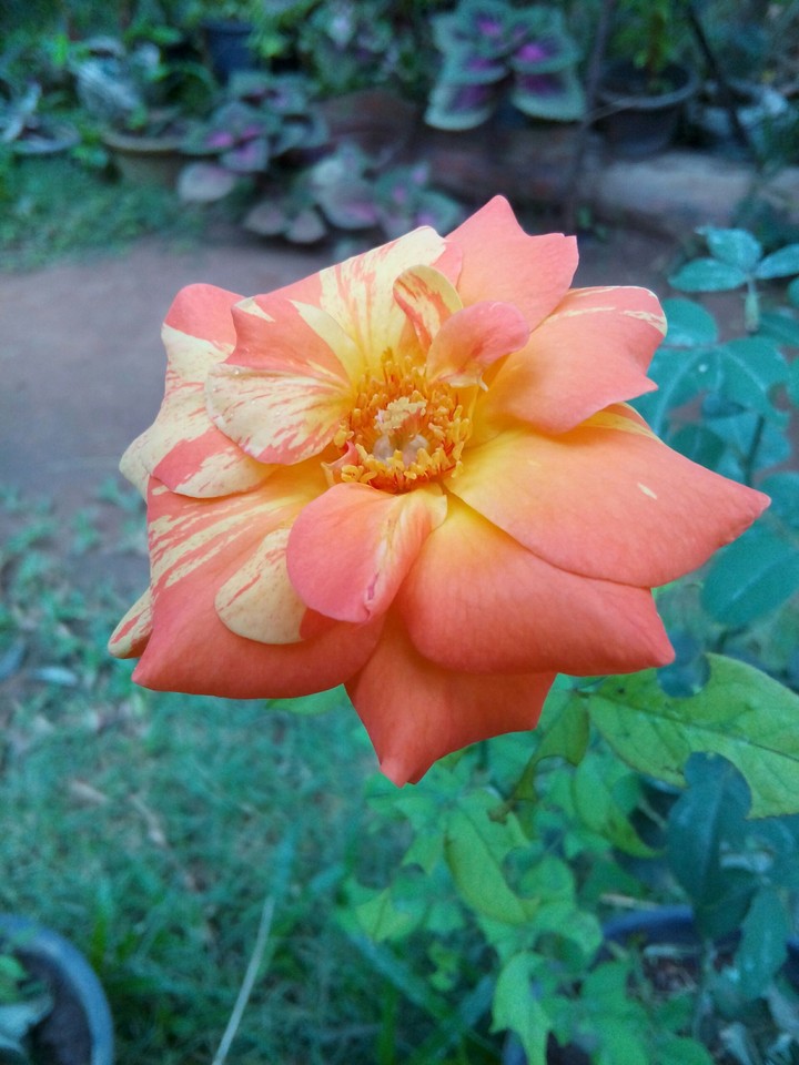 flower