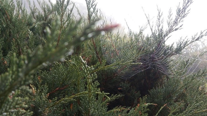 Spider's home