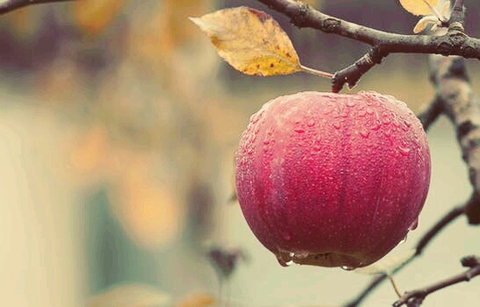 An Apple