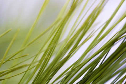 Pine