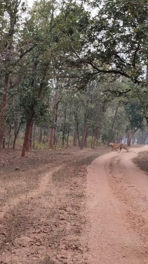 tiger