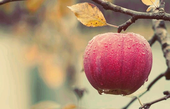 An Apple