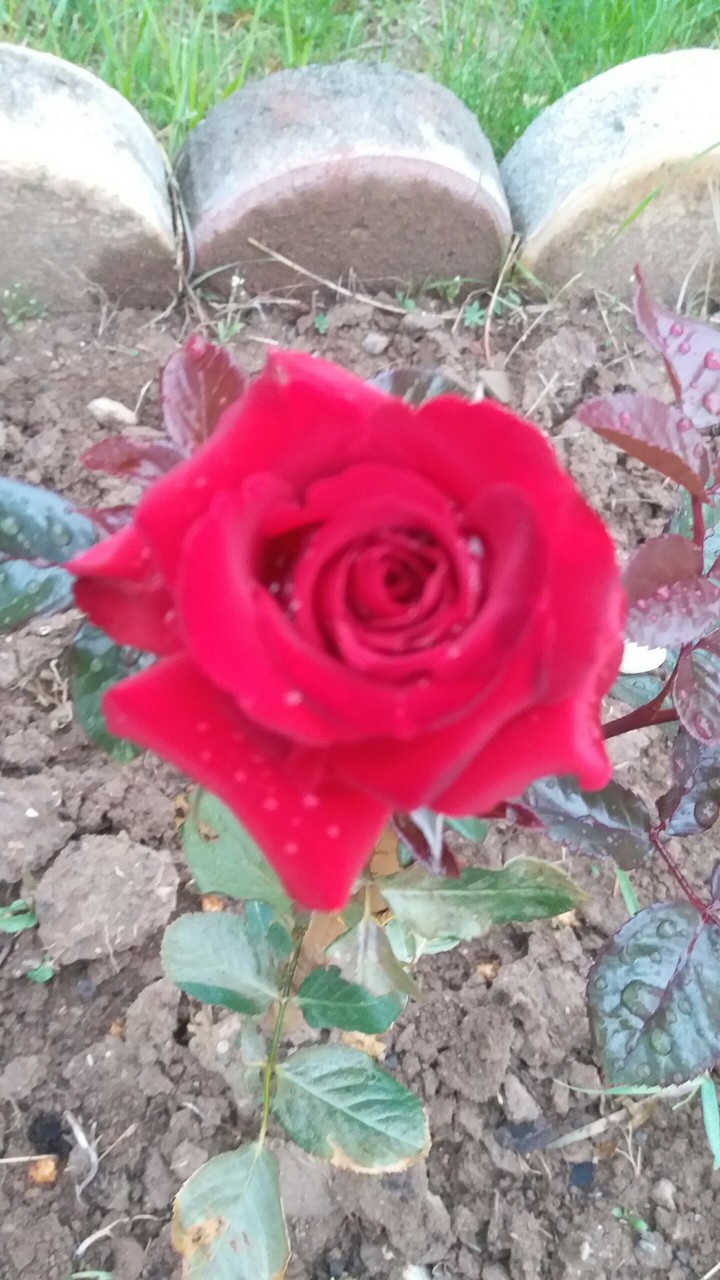 Rose 