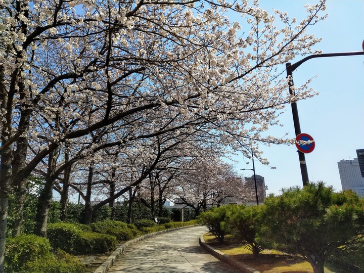 SAKURA