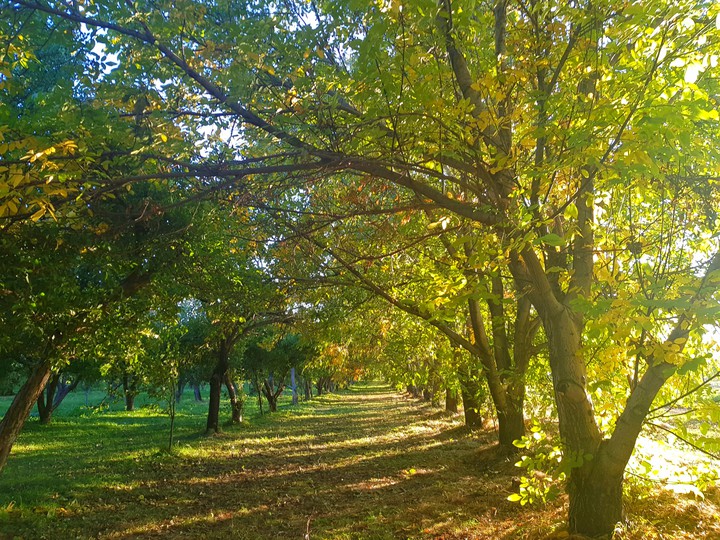 Autumn