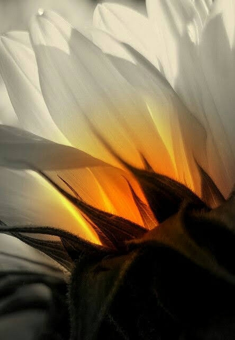 Petal, Yellow, Close-up