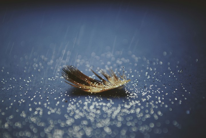 feather