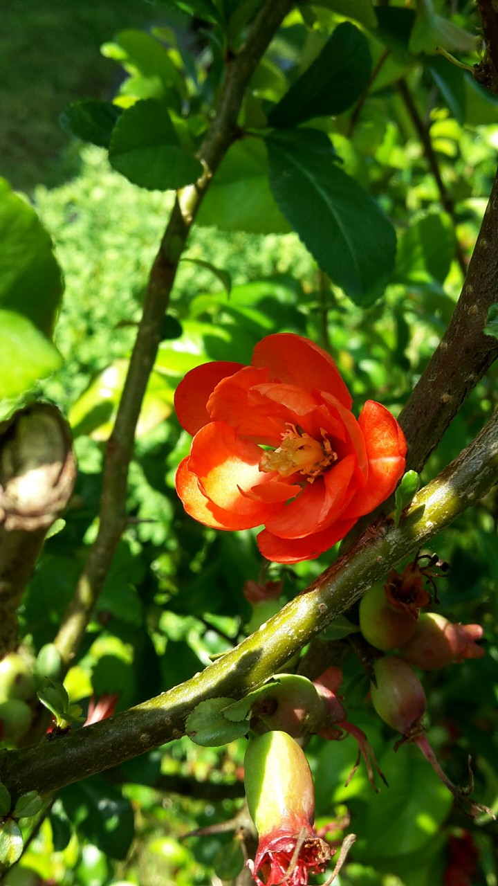 Blume
