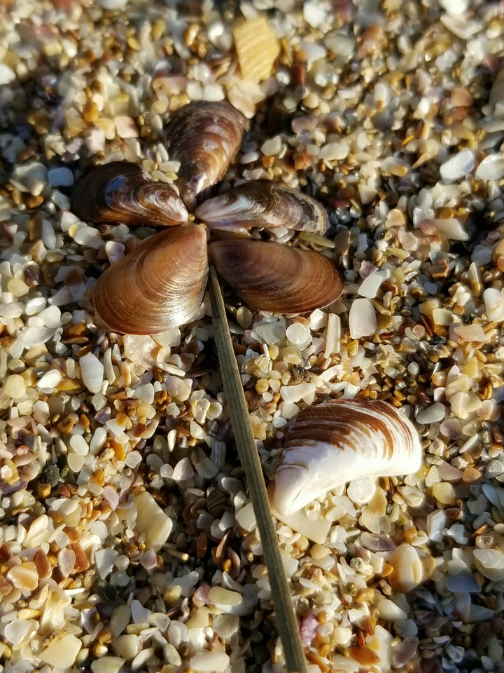 shell flower