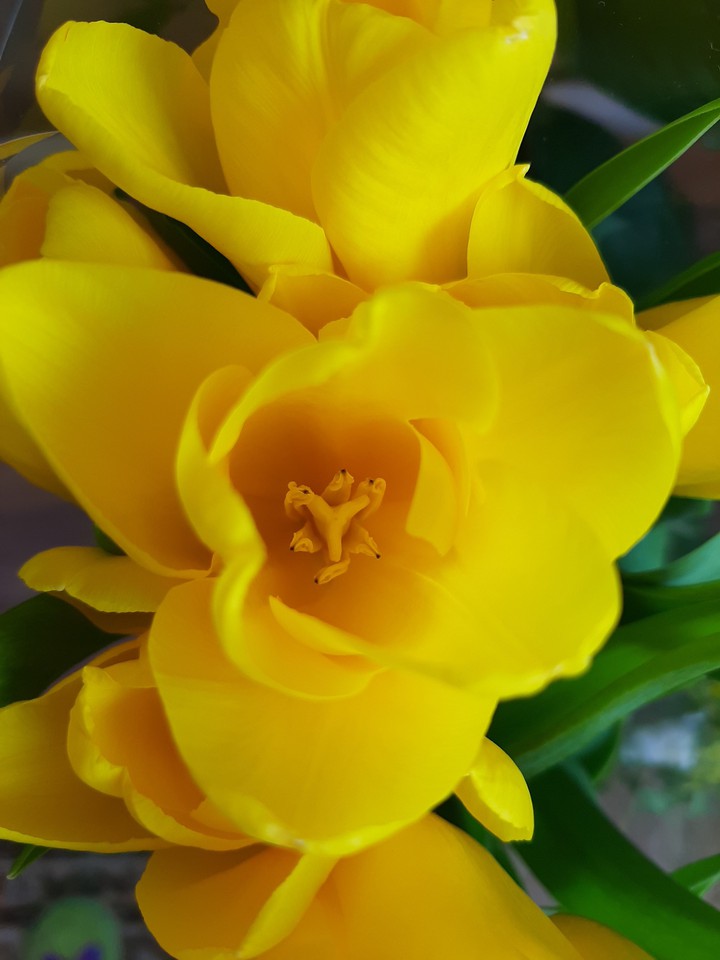 tulips