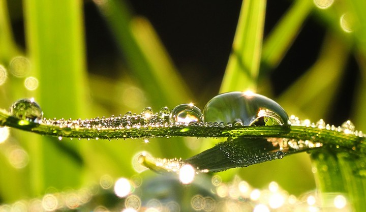 drop