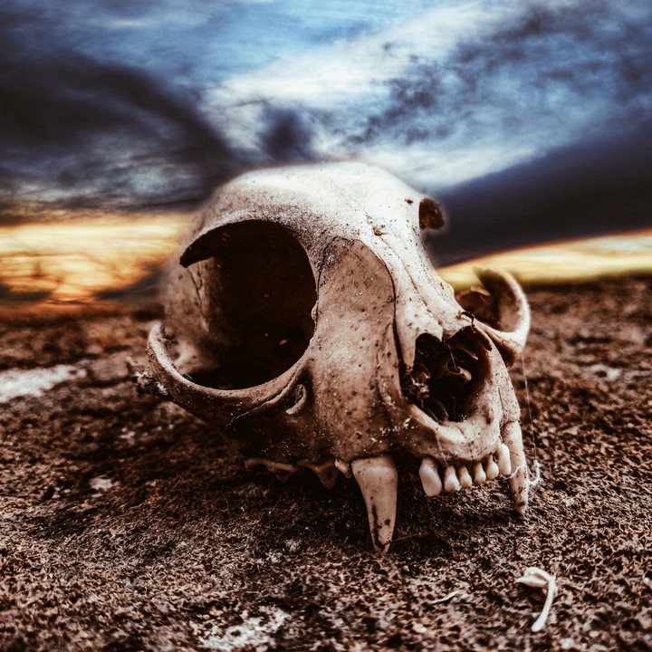 skeleton