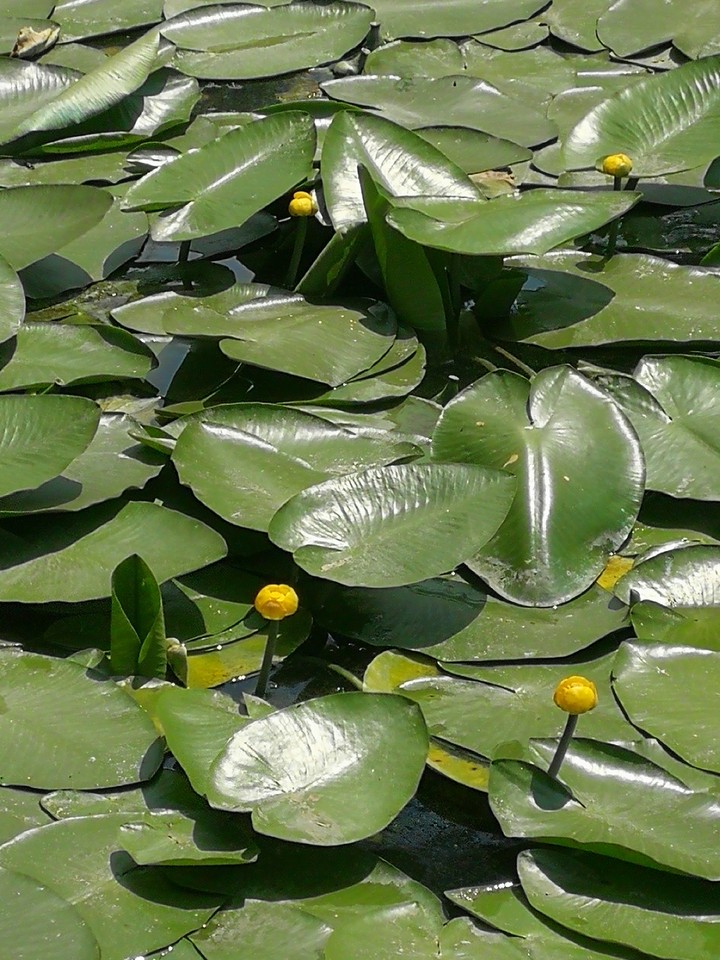 кувшинки water lily
