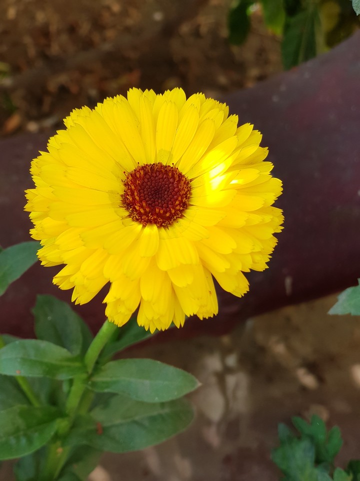 sunshine