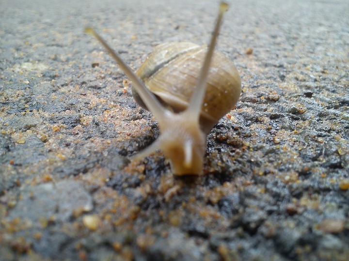 A snail's swag