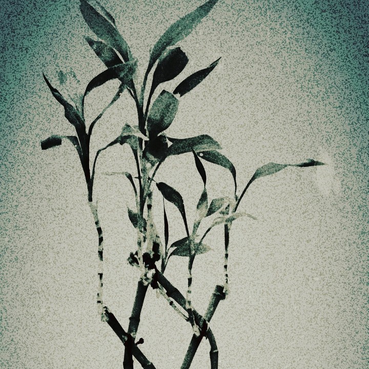 plants