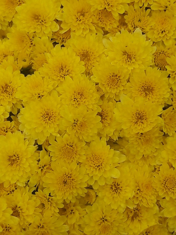 Yellow Flowers