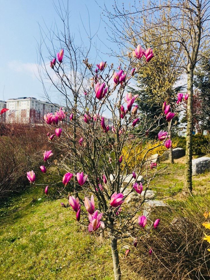 Adım adım bahara