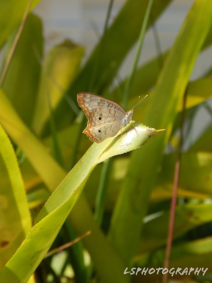 A beautiful butterfly.