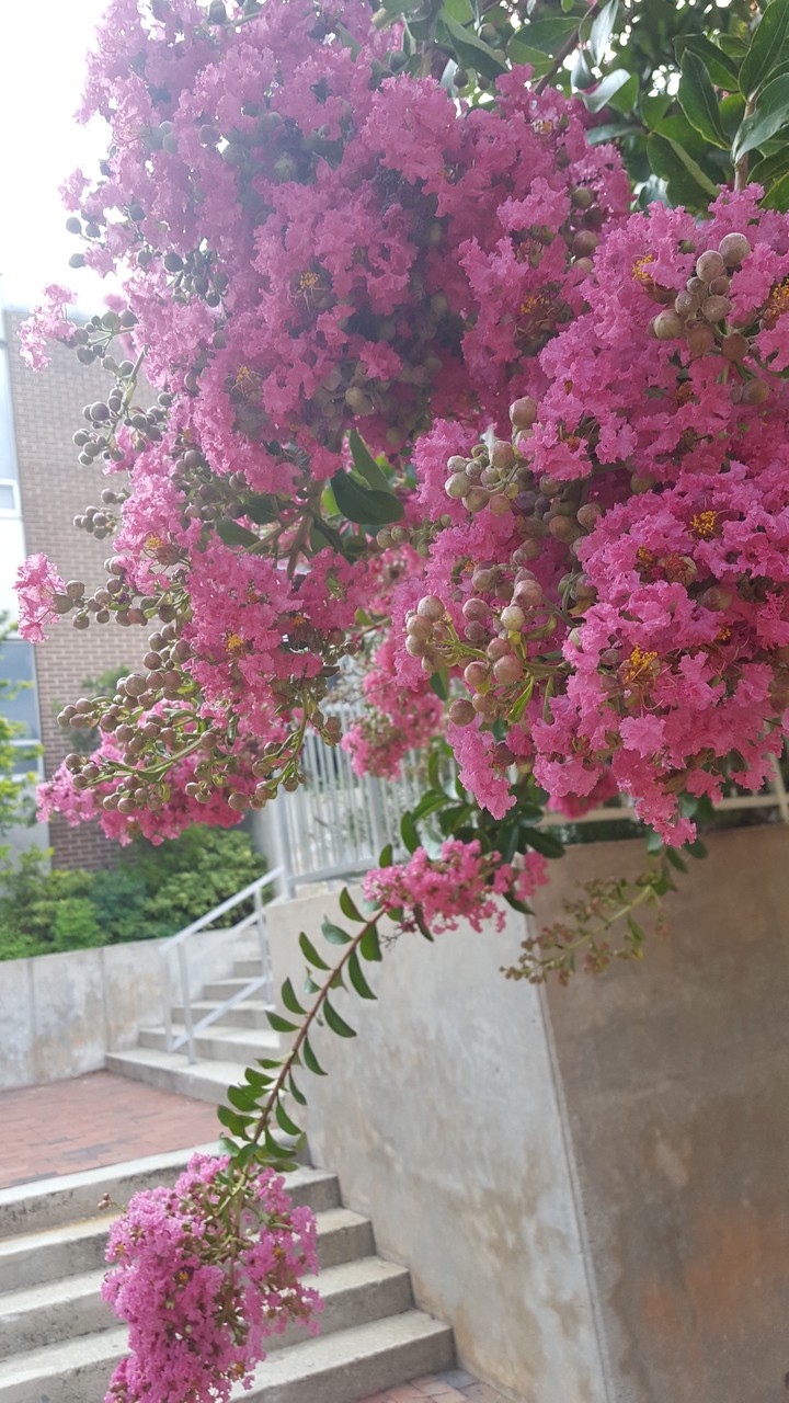pink Crate myrtle 2