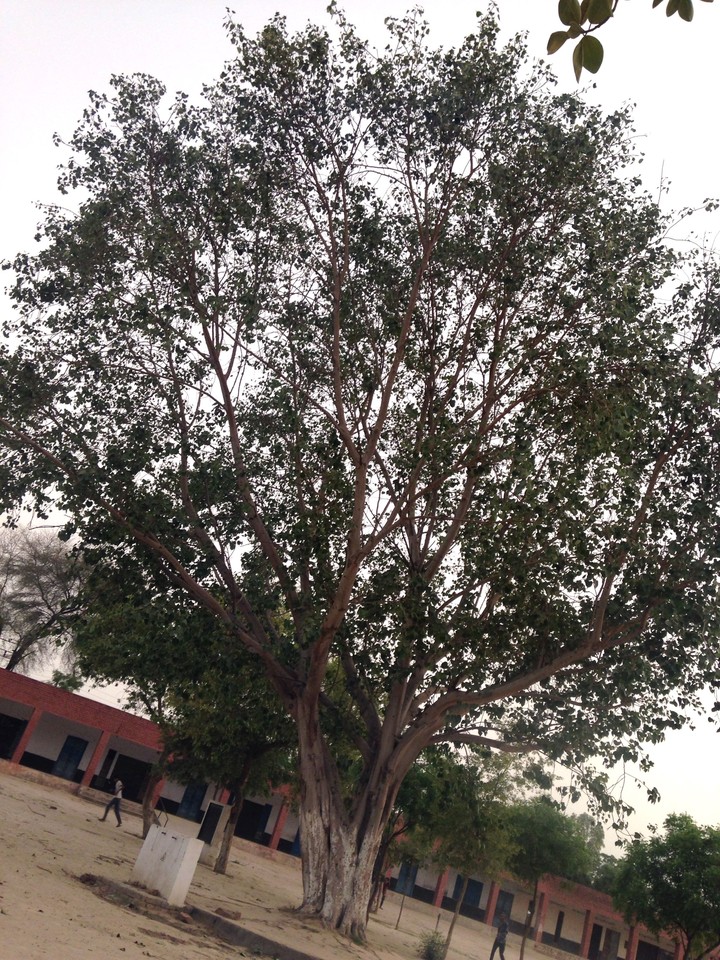dry blackish tree