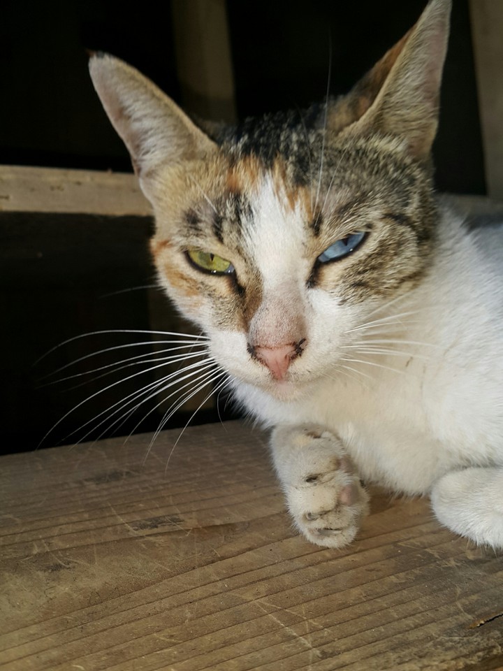 cat