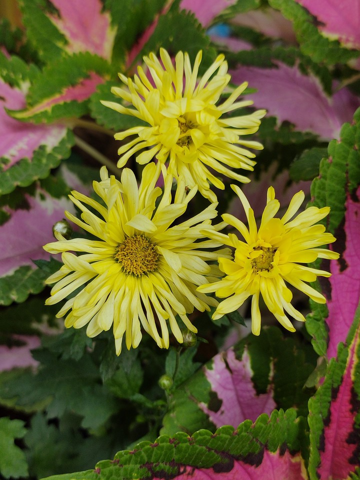 Chrysanthemum