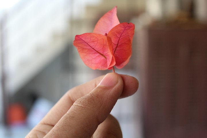 Leaf