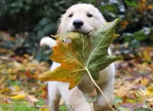 Hund