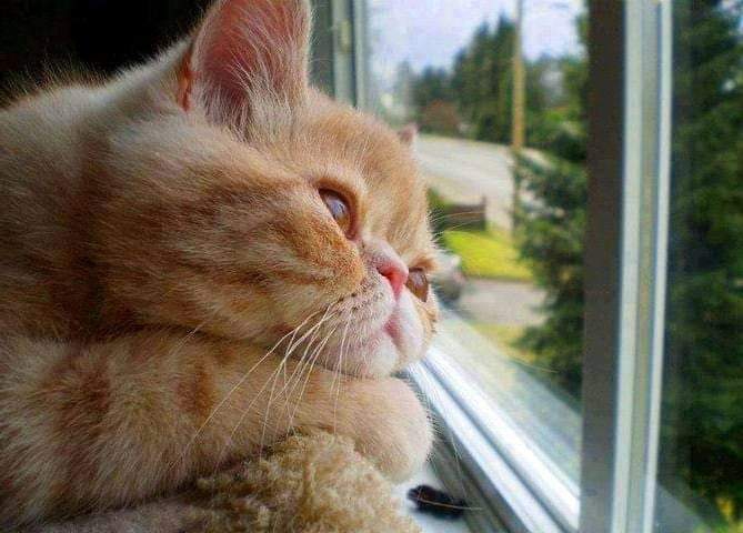 GATOS ❤️"