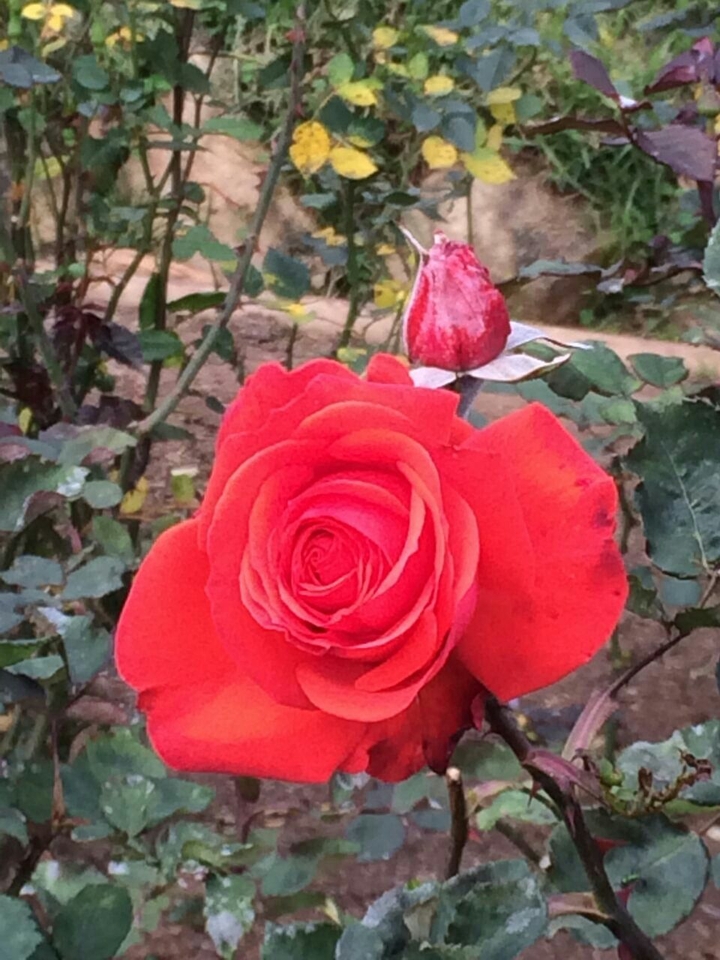 flower