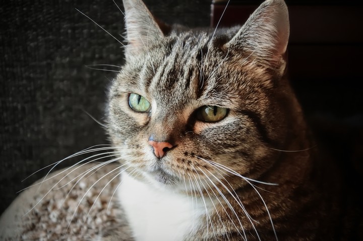 cat 1