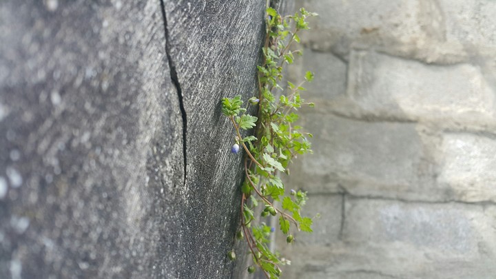 wall