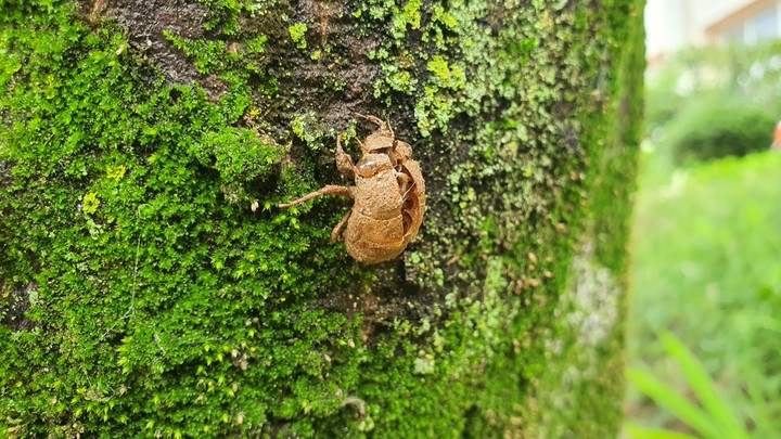 cicada