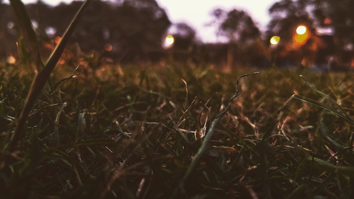 grasses