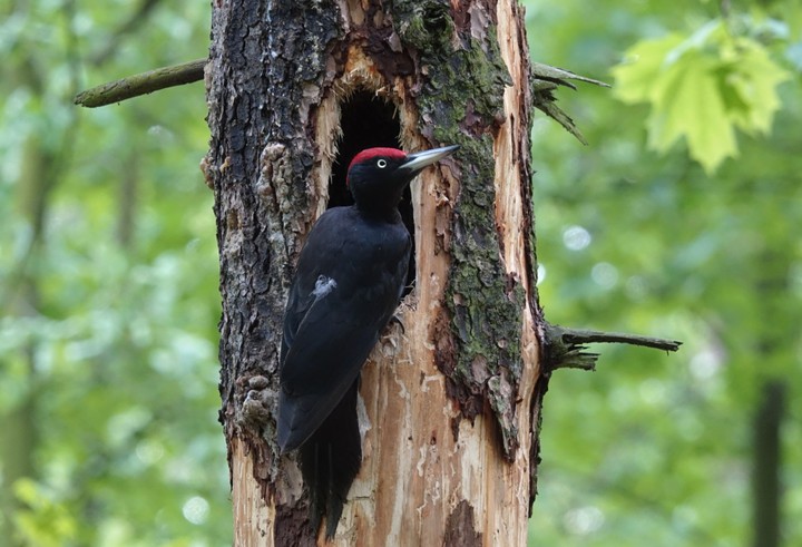 Woodpecker
