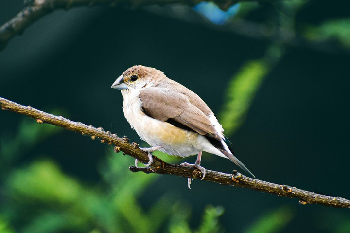 silverbird