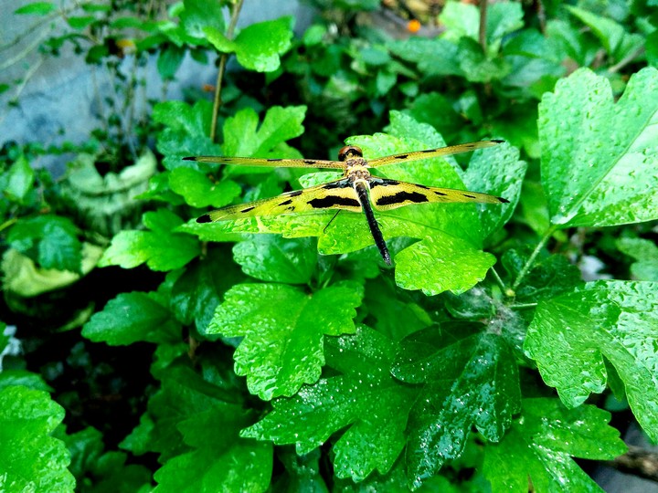 plant